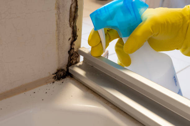 Best Black Mold Remediation in USA